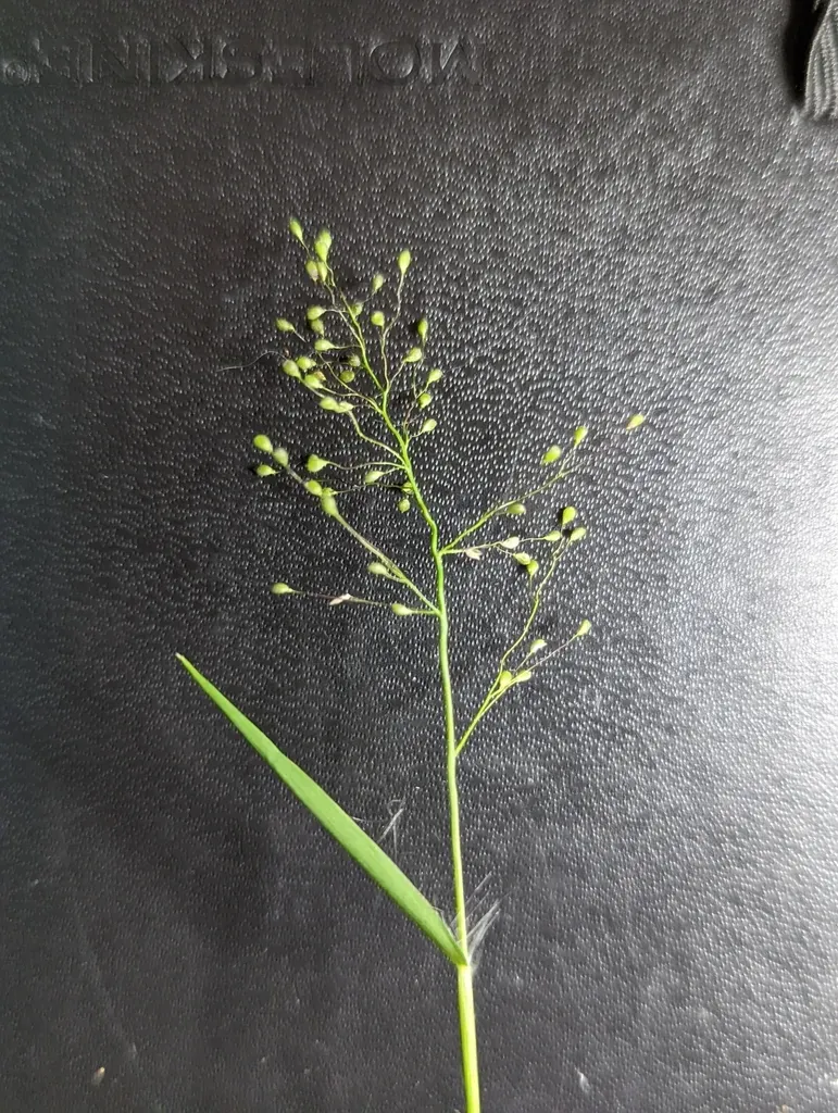 Lindheimer's Panicgrass