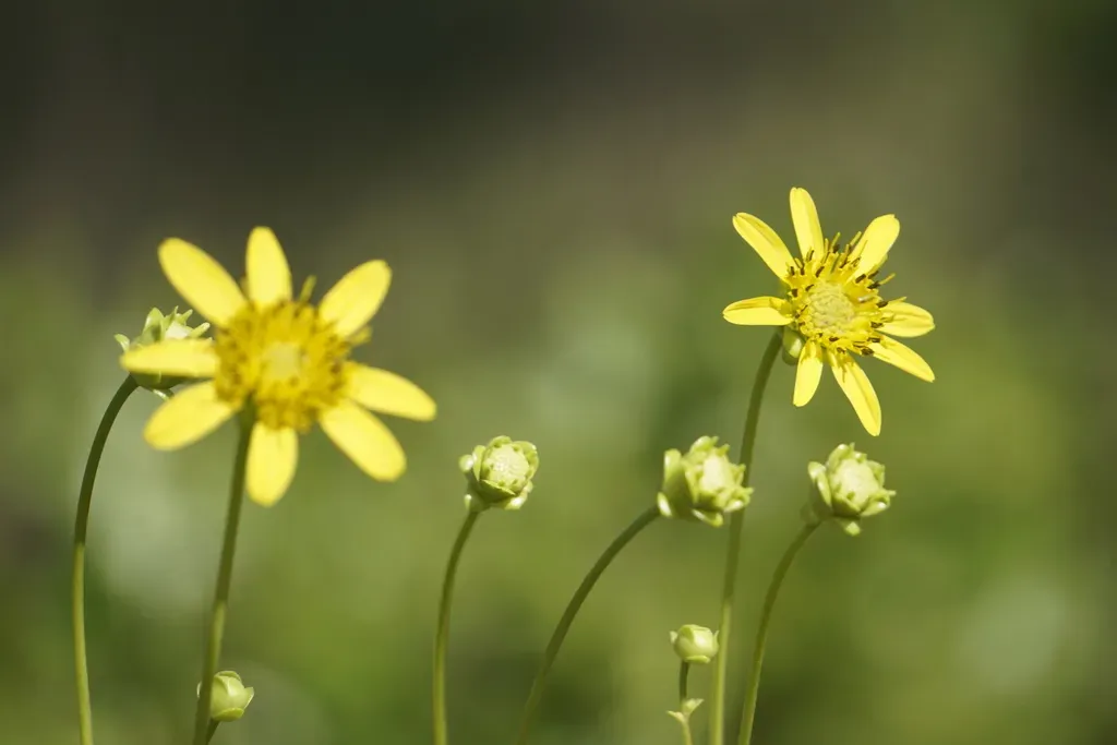 Kidney-leaf Rosinweed