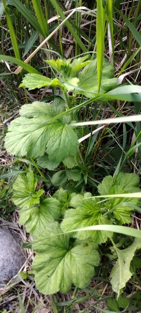 Large-leaved Avens