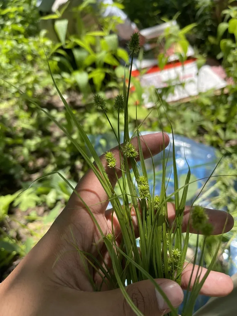 Thin-leaved Sedge