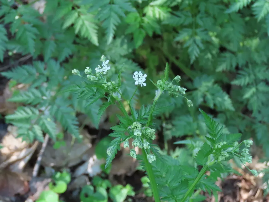 Cow Parsley