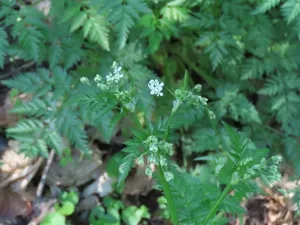 Cow Parsley