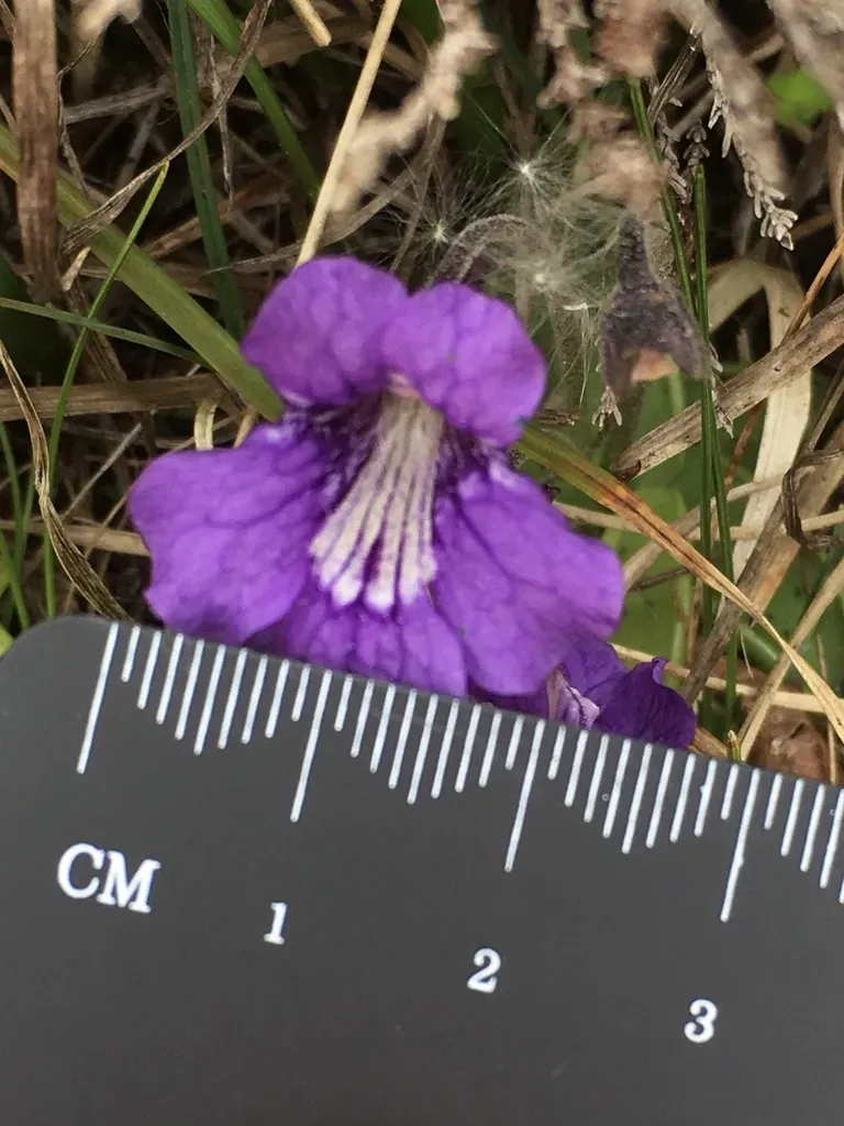 Large-flowered Butterwort