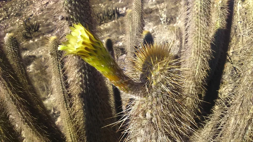 Weberbauerocereus Weberbaueri