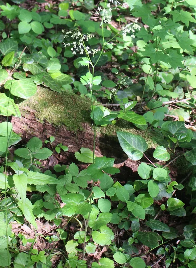 Pimpinella Tripartita