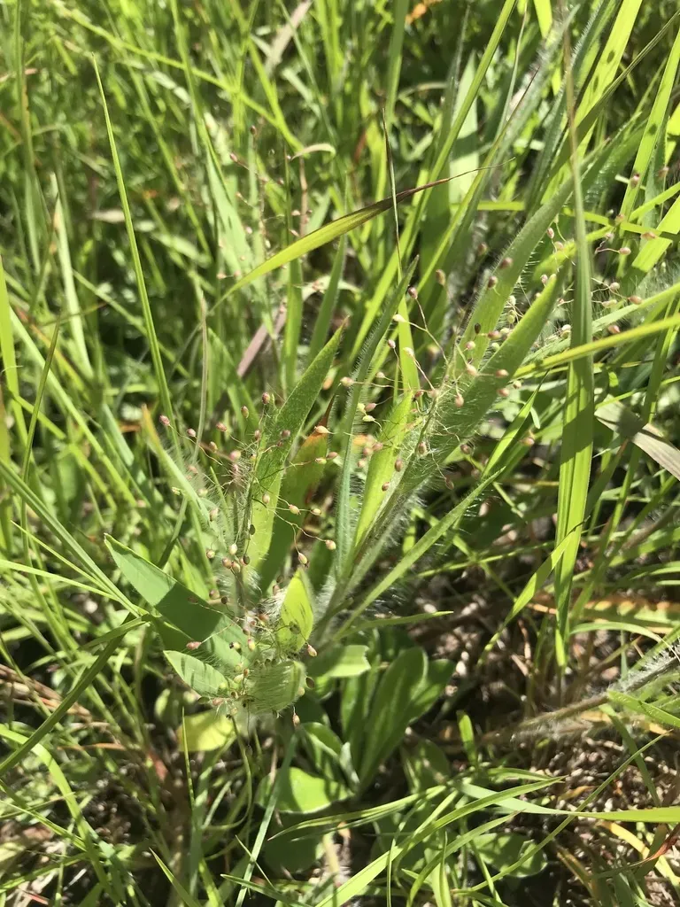 White-hair Rosette Grass