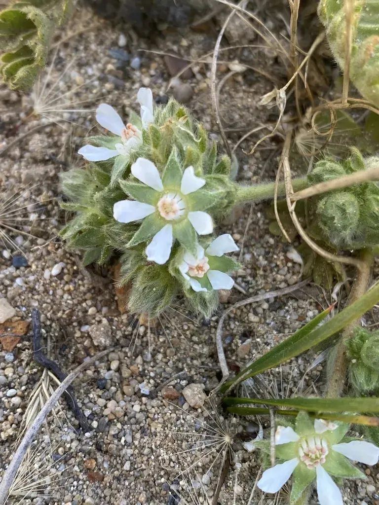 Point Reyes Horkelia