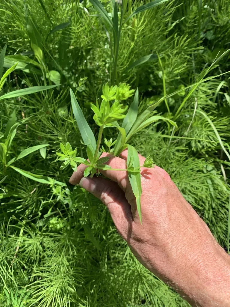 Rough Bedstraw
