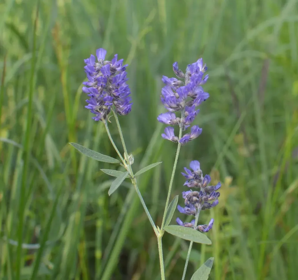 Single-stem Scurfpea