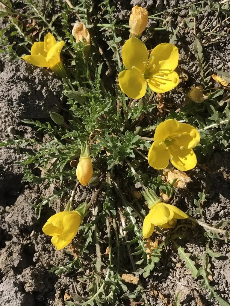 Tansyleaf Evening-primrose