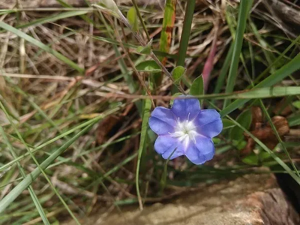 Evolvulus Bogotensis