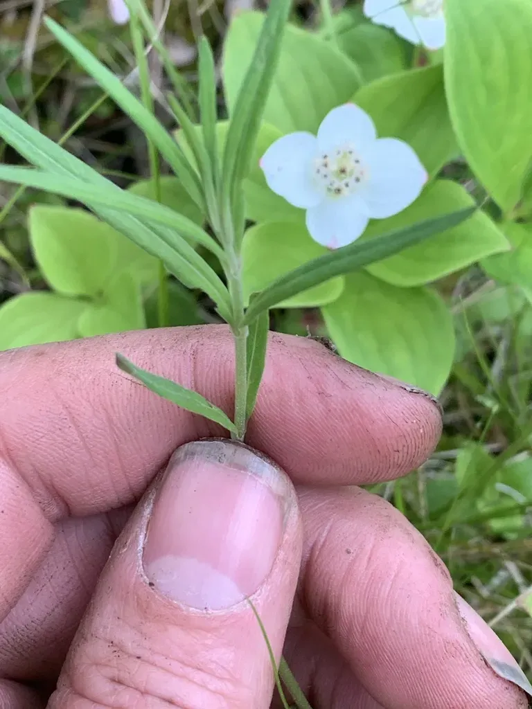 Downy Willowherb