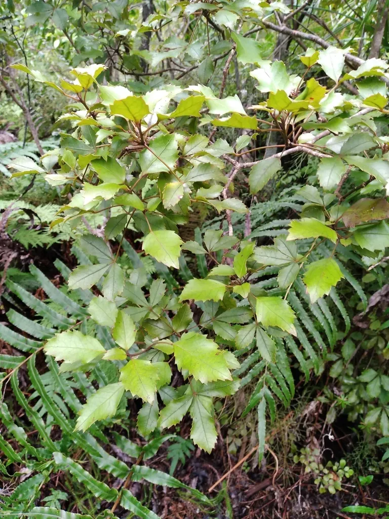 Pseudopanax Discolor