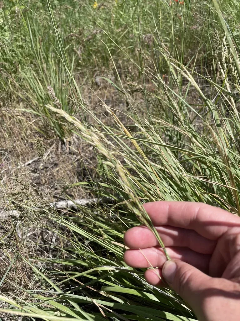 Spike Fescue