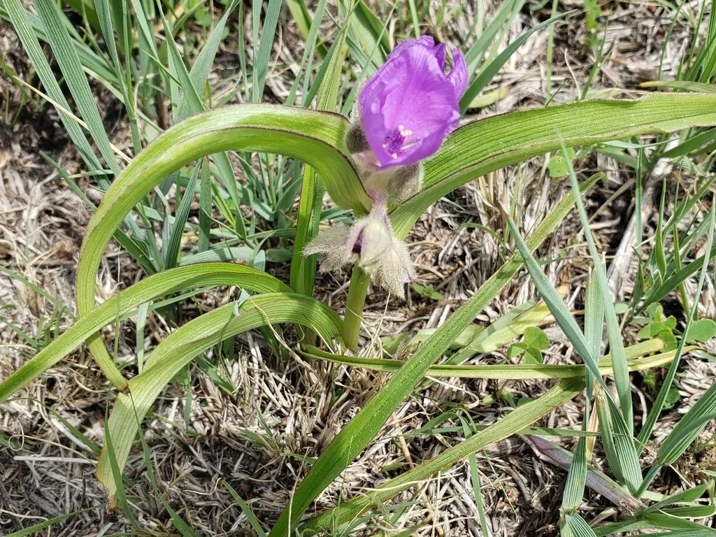 Small Spiderwort