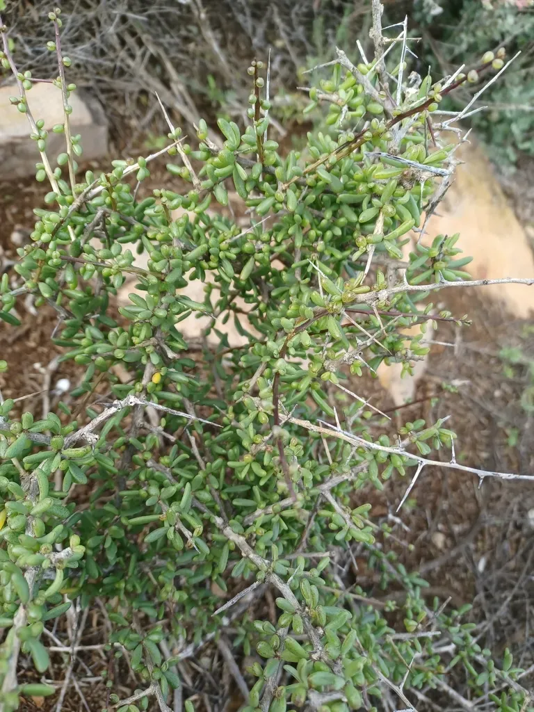 Australian Boxthorn