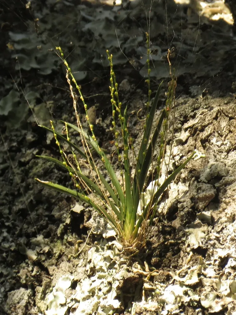 White Dwarf Shell Orchid