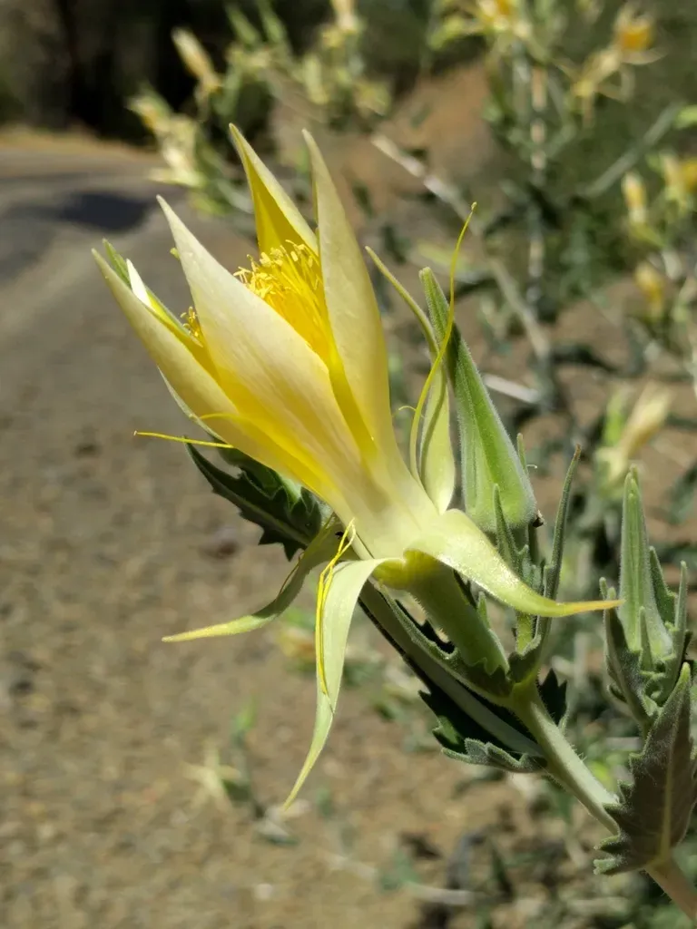 Smoothstem Blazingstar