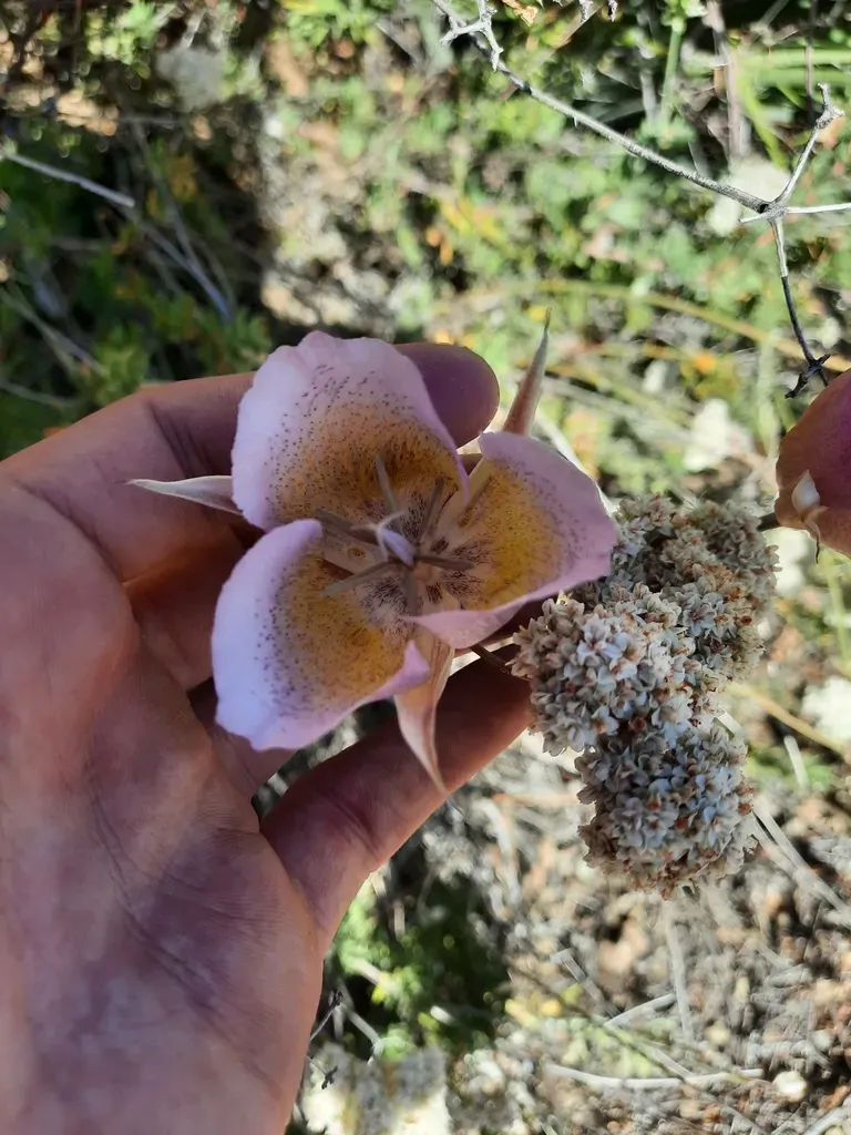 Plummer's Mariposa Lily