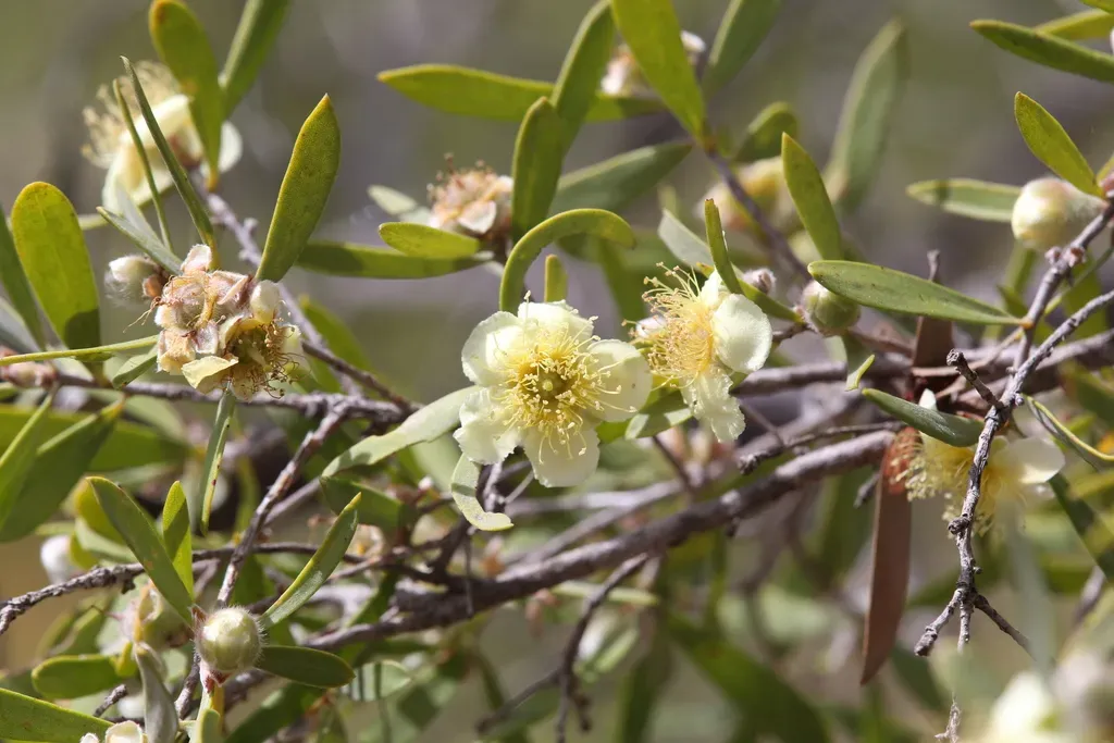 Neofabricia Myrtifolia