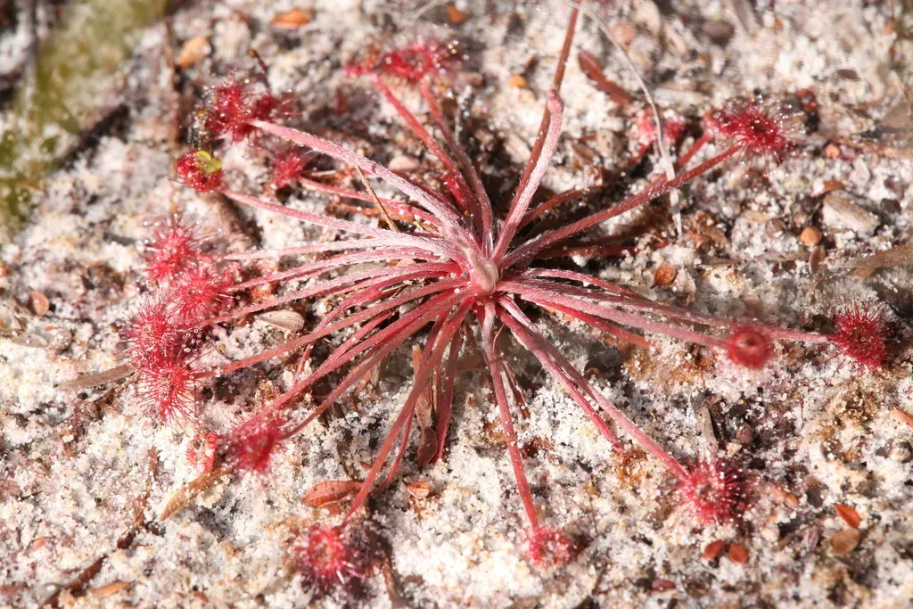 Drosera Petiolaris