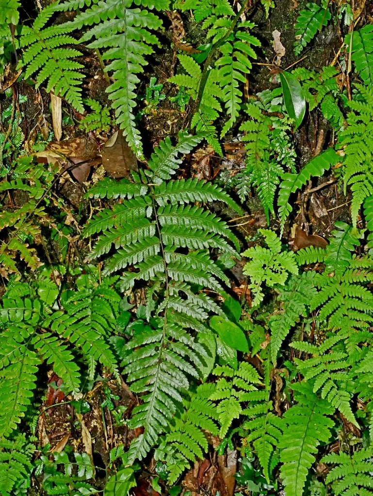 Gymnosphaera Denticulata