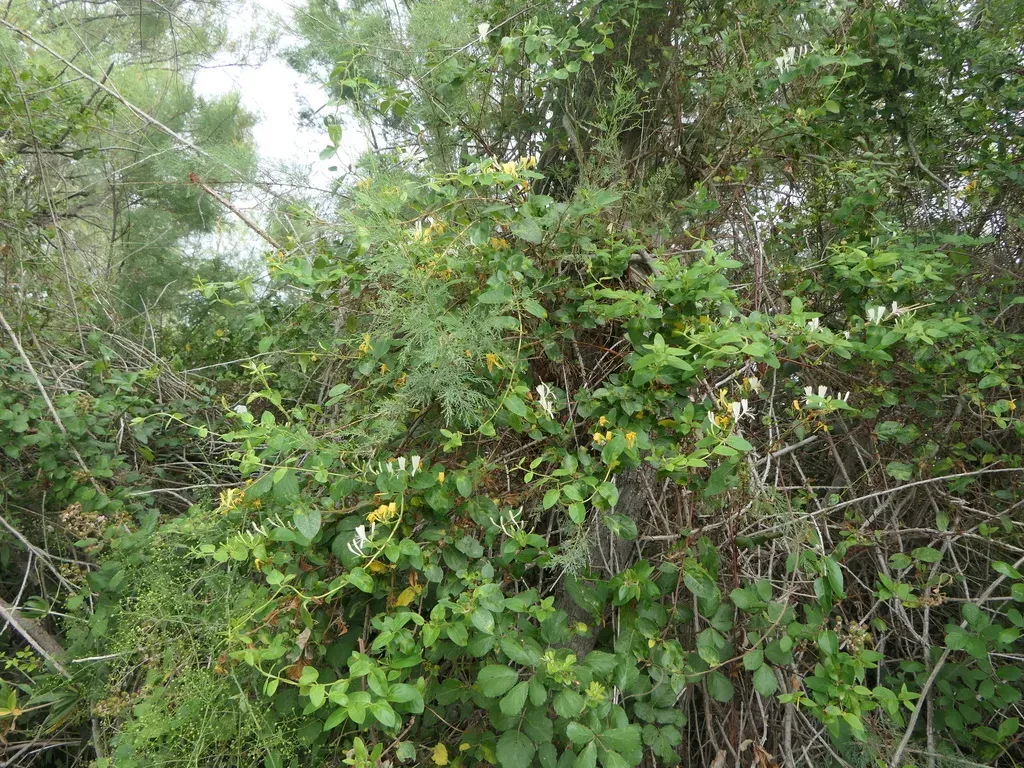 Etruscan Honeysuckle