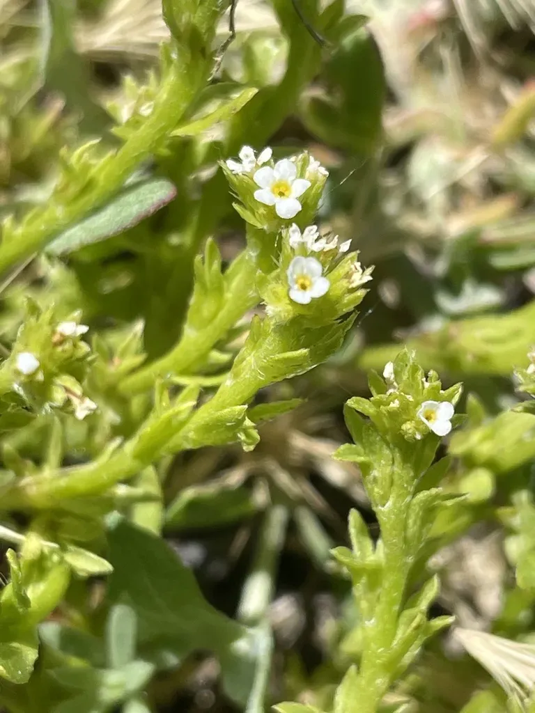 Alkali Plagiobothrys