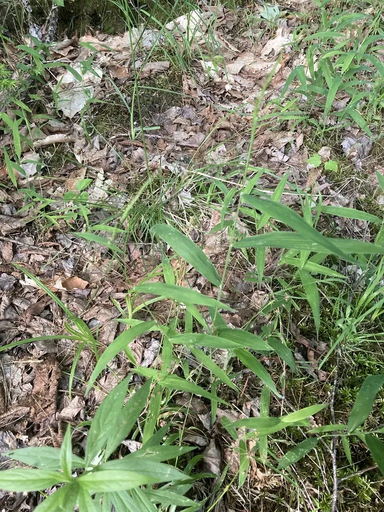 Northern Long-awned Wood Grass