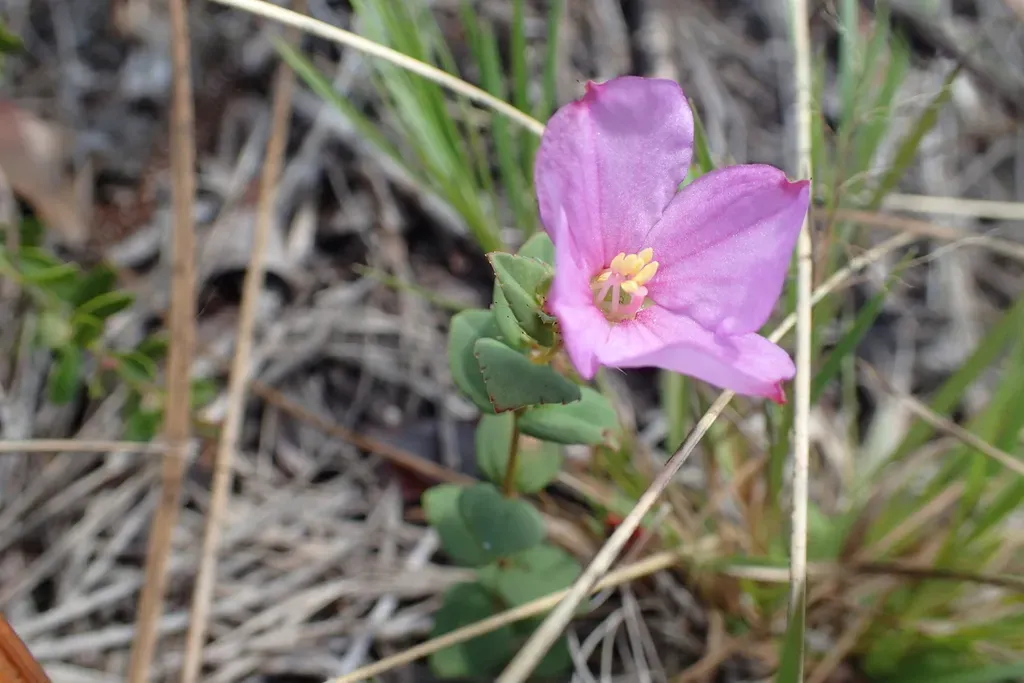 Nuttall's Meadowbeauty