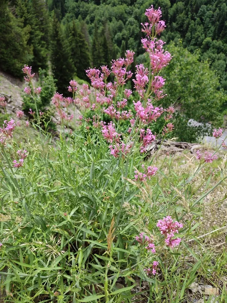 Long-flowered Spur-valerian