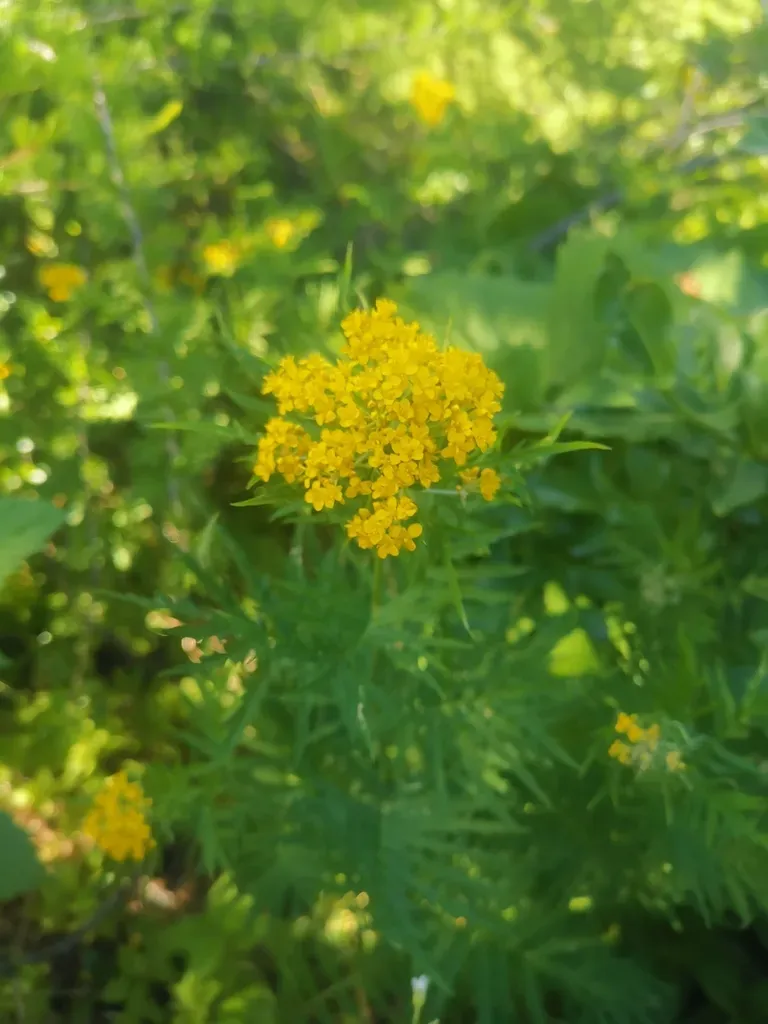 Tansy-leaved Rocket