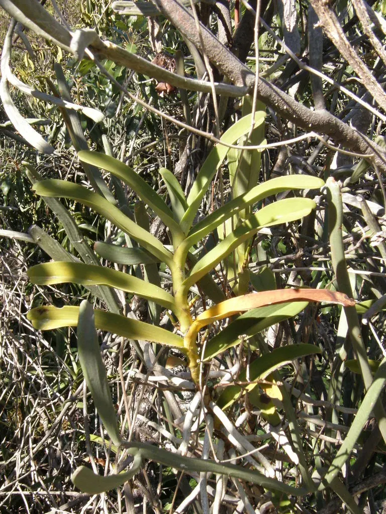 Sobennikoffia Humbertiana