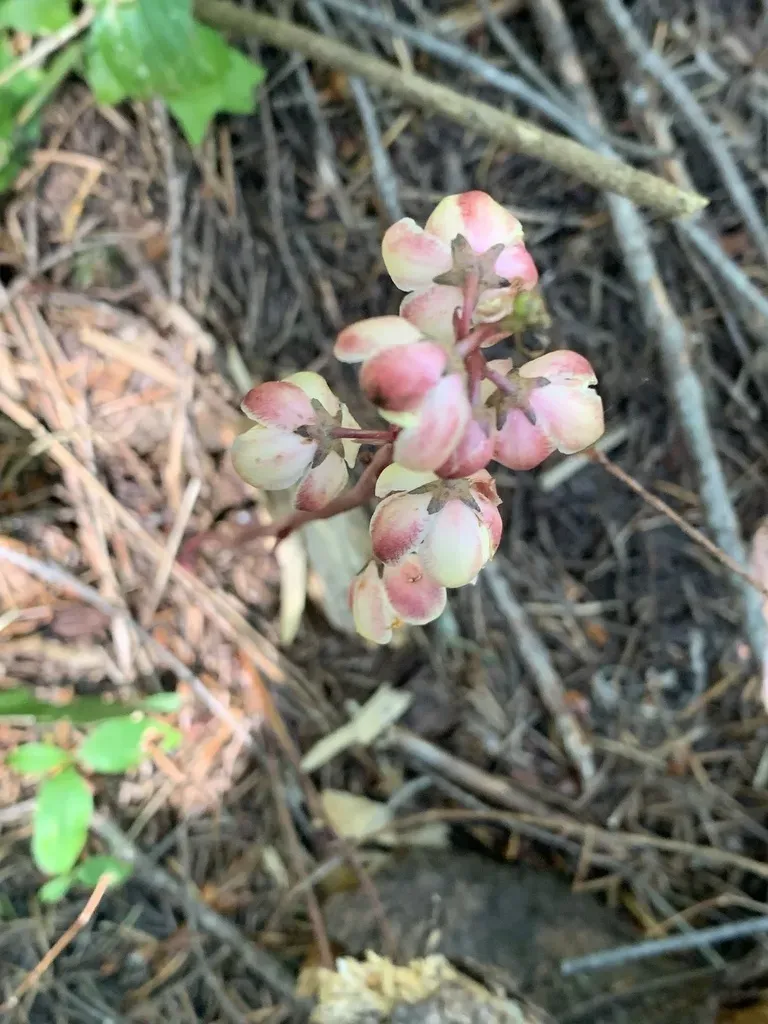 Leafless Wintergreen