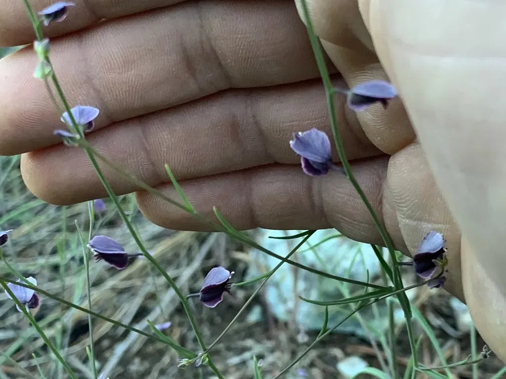 Milkwort Jewelflower