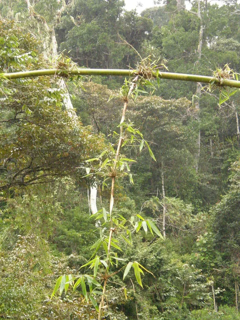 Cathariostachys Madagascariensis