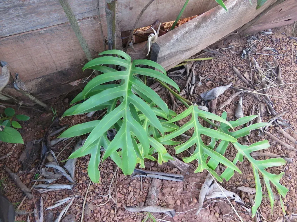 Philodendron Distantilobum