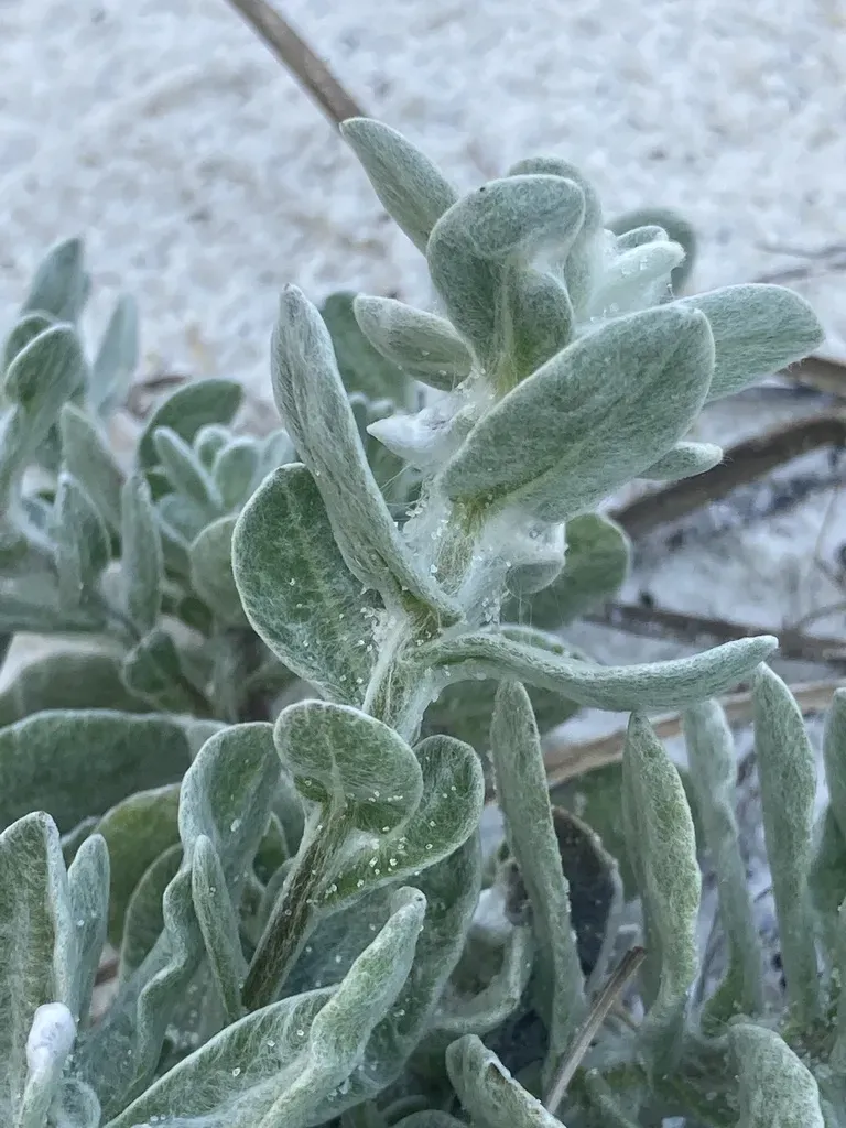 Godfrey's Goldenaster