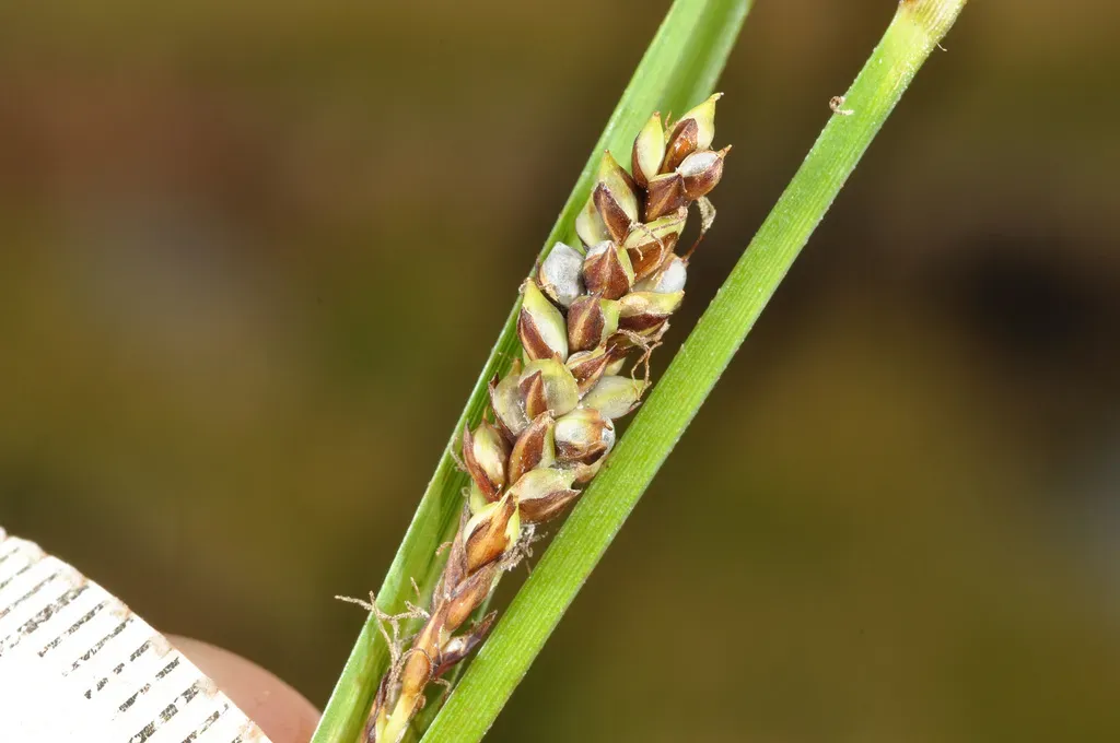 Carex Sinclairii