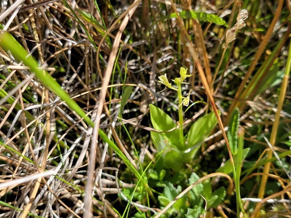 Loesel's Twayblade
