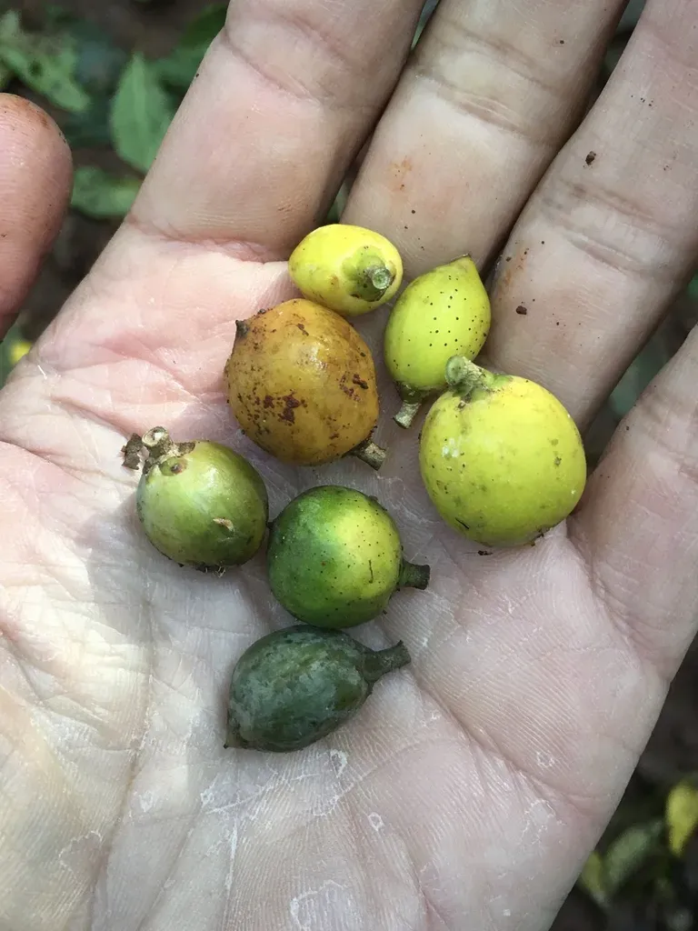 Chloroluma Gonocarpa