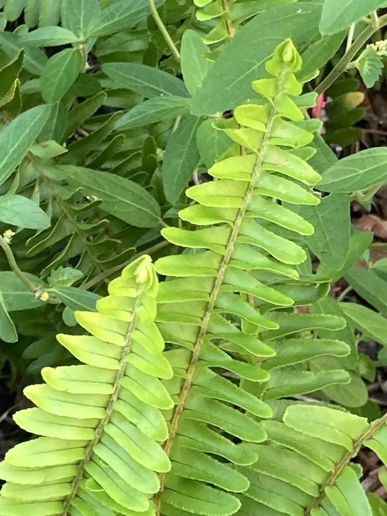 Lemon Button Fern