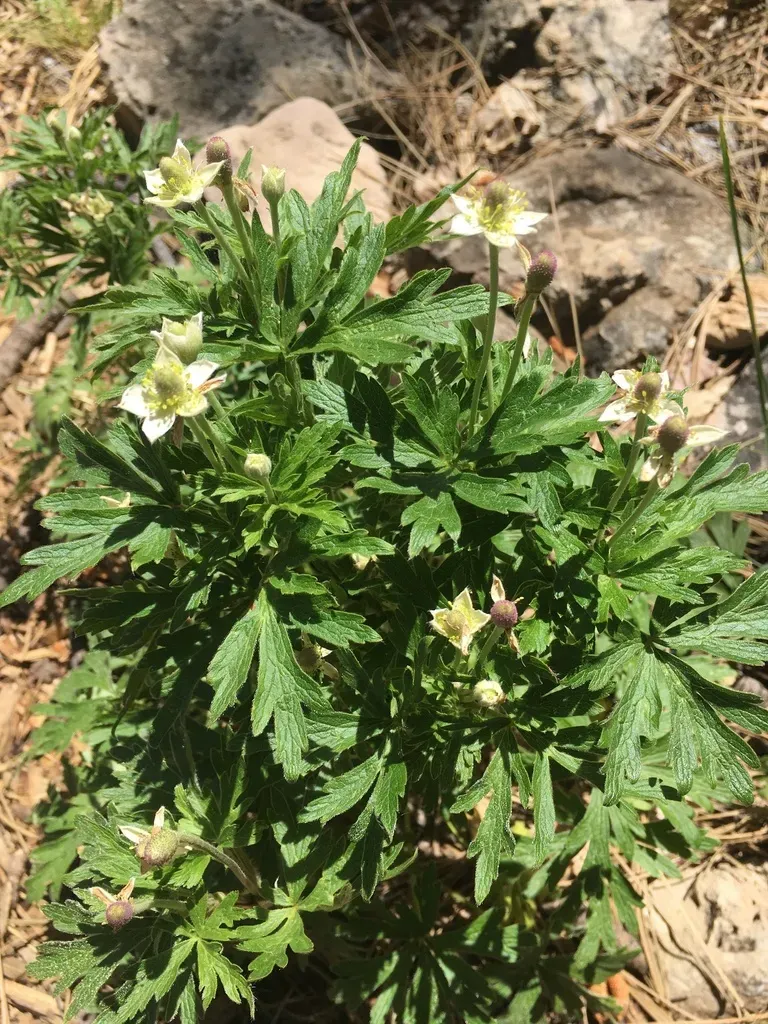 Thimbleweed