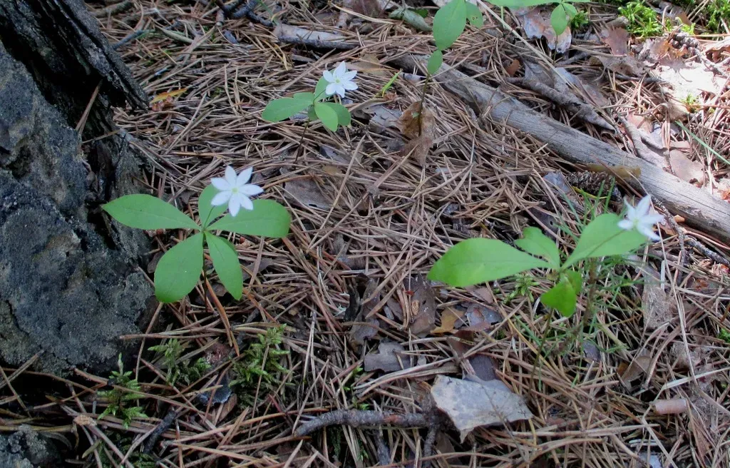 Arctic Starflower
