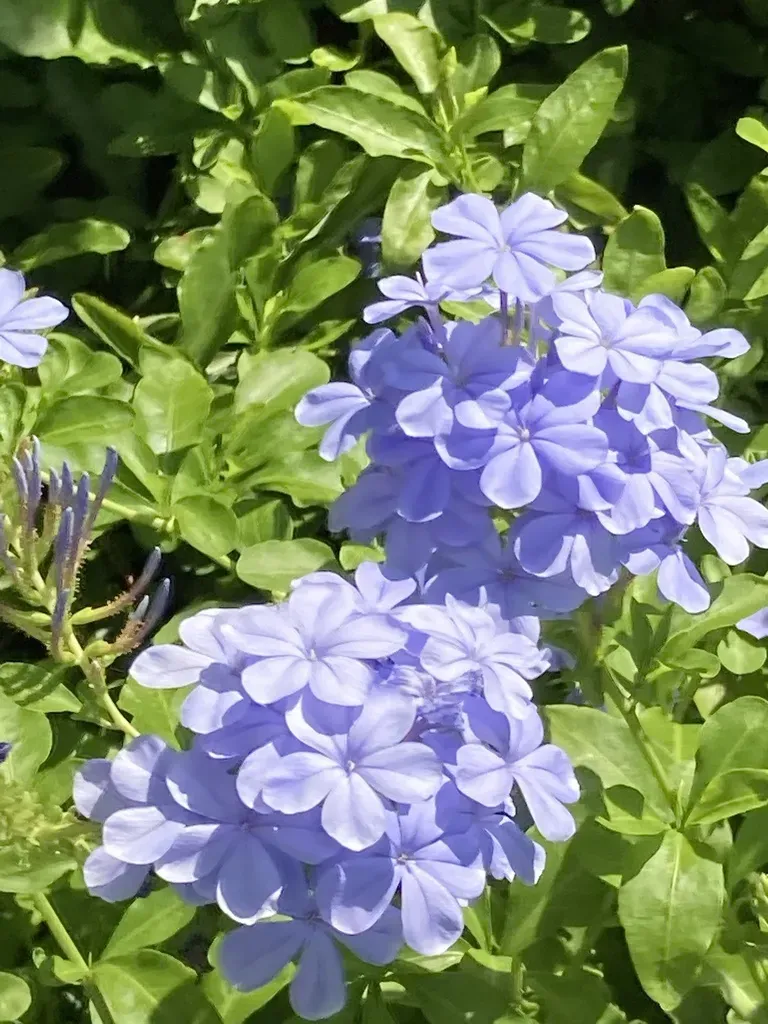 Cape Leadwort