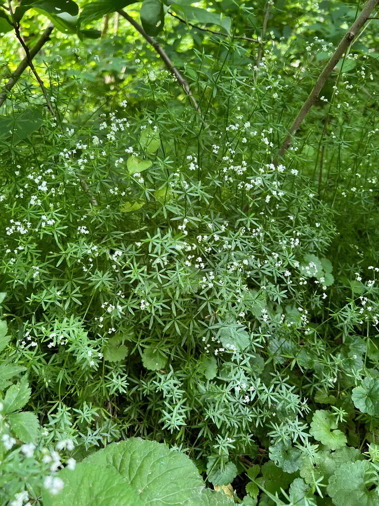 Shining Bedstraw