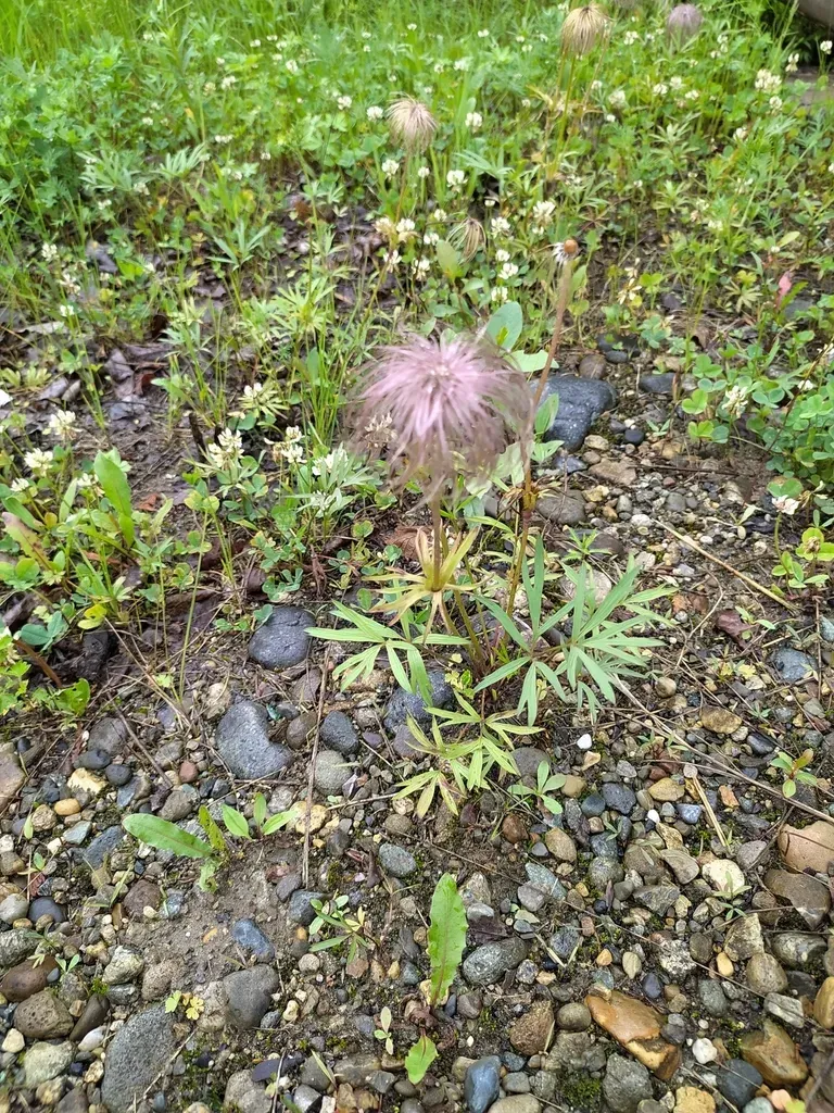 Dahurian Pasqueflower
