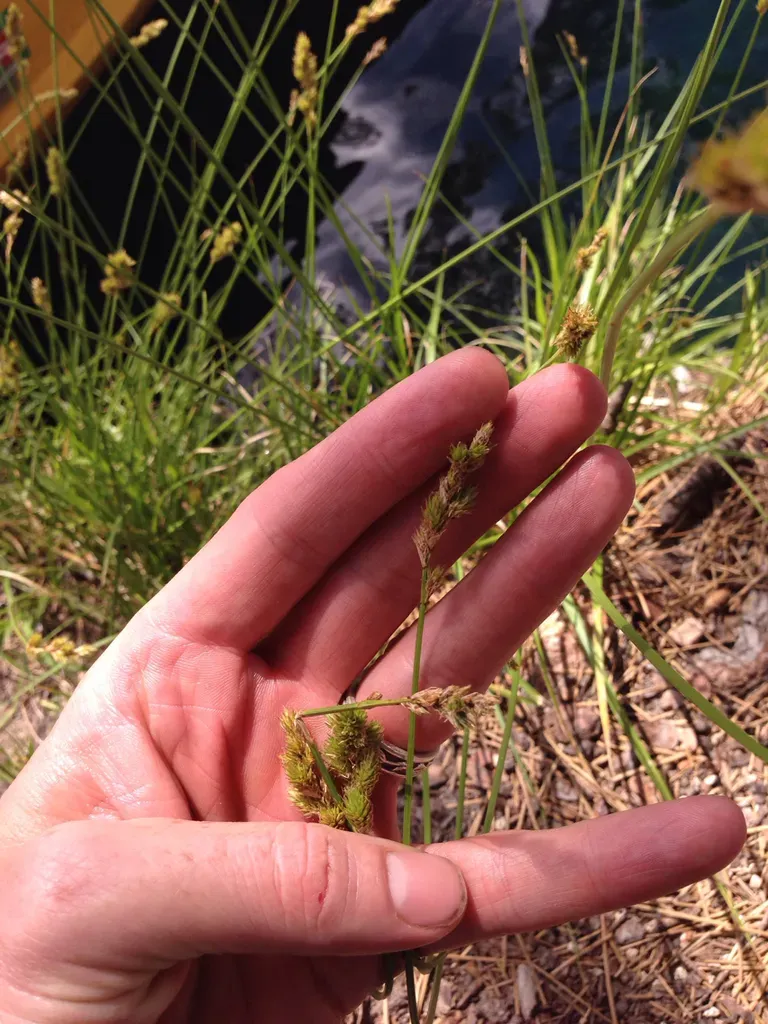 Fragile-sheathed Sedge