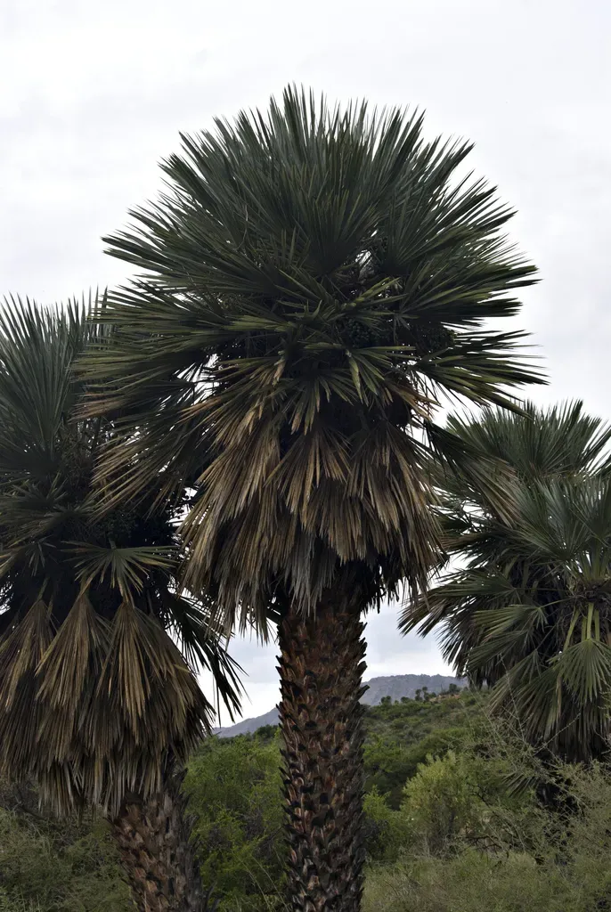 Trithrinax Campestris