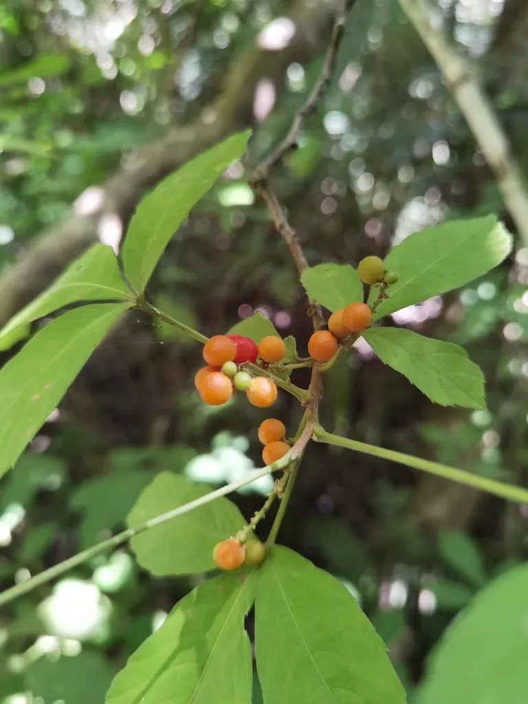 Allophylus Racemosus